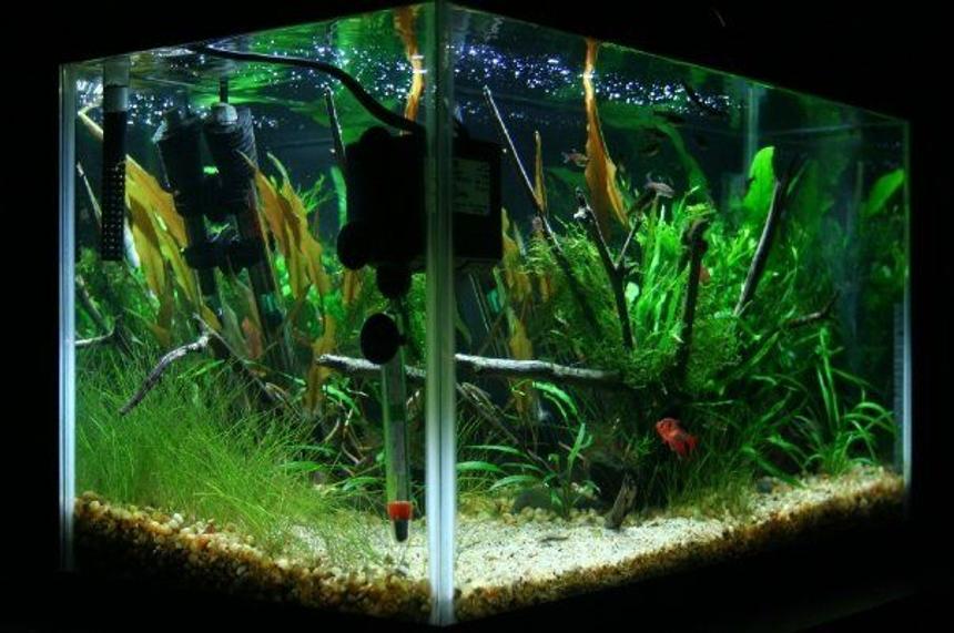 Rated #111: 10 Gallons Planted Tank - side view