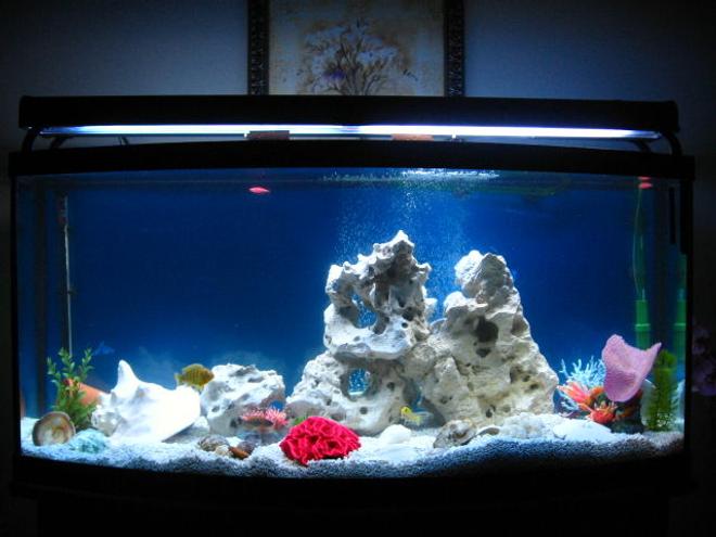 72 gallons freshwater fish tank (mostly fish and non-living decorations) - My Cichlid Tank- Still growing