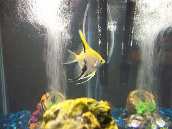 freshwater fish - pterophyllum sp. - koi angel stocking in 30 gallons tank - This is my yellow Angelfish.