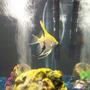 freshwater fish - pterophyllum sp. - koi angel stocking in 30 gallons tank - This is my yellow Angelfish.