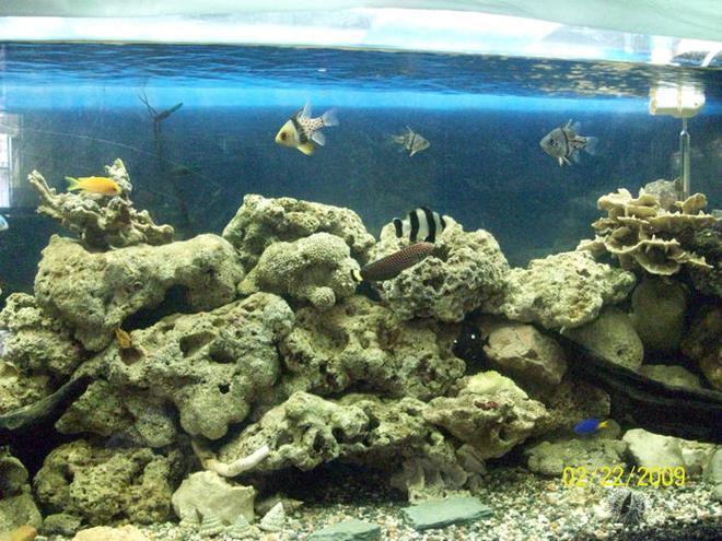 saltwater fish - dascyllus melanurus - four stripe damselfish stocking in 60 gallons tank - updated