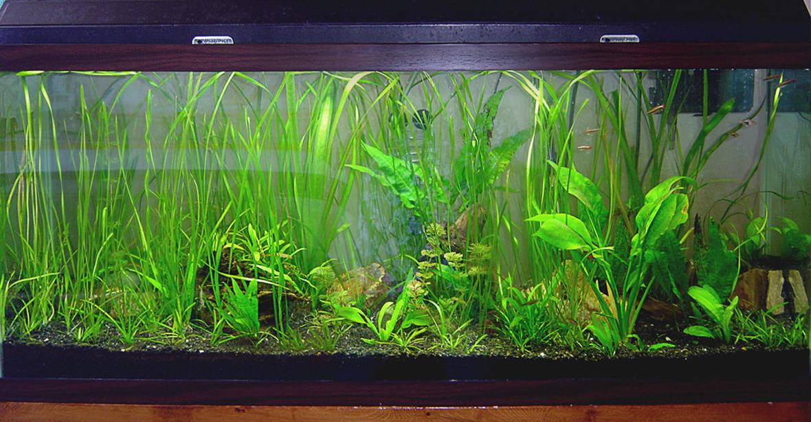 55 gallons planted tank (mostly live plants and fish) - 55g tropical FW planted tank. Still young, but lookin' good!