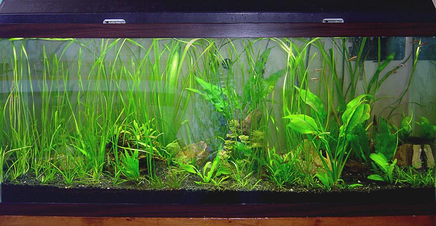 Rated #146: 55 Gallons Planted Tank - 55g tropical FW planted tank. Still young, but lookin' good!