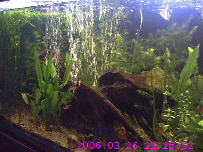 Rated #1419: 160 Gallons Freshwater Fish Tank - 2-28-09 frill plant over growing tank with diy co2 and flourish excel. recently added Jaguar Synodontis-Hybrid, Clown Pleco L-002, Bristlenose Pleco, Chinese Butterfly Loach, and Flying Fox