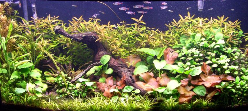 Rated #15: 125 Gallons Planted Tank - 72 Gallon Bowfront, hardwater plants