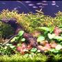 125 gallons planted tank (mostly live plants and fish) - 72 Gallon Bowfront, hardwater plants