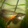 freshwater fish - trichogaster leeri - pearl gourami stocking in 70 gallons tank - gourami perle