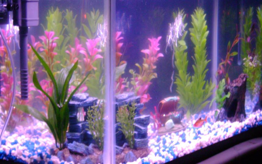 Rated #4033: 10 Gallons Freshwater Fish Tank - 1 bubbler, 2 tetras, 2 rocks with plants,and two medium plants