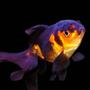 freshwater fish - carassius auratus - black oranda goldfish stocking in 29 gallons tank - Red and Black Oranda