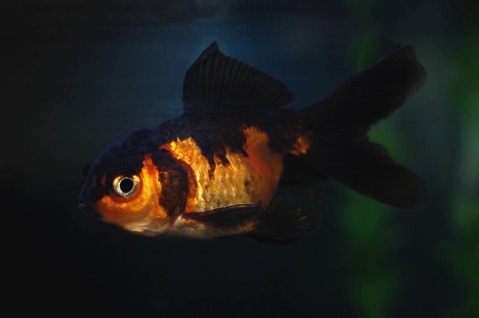 freshwater fish - carassius auratus - black oranda goldfish stocking in 29 gallons tank - Finny my Oranda