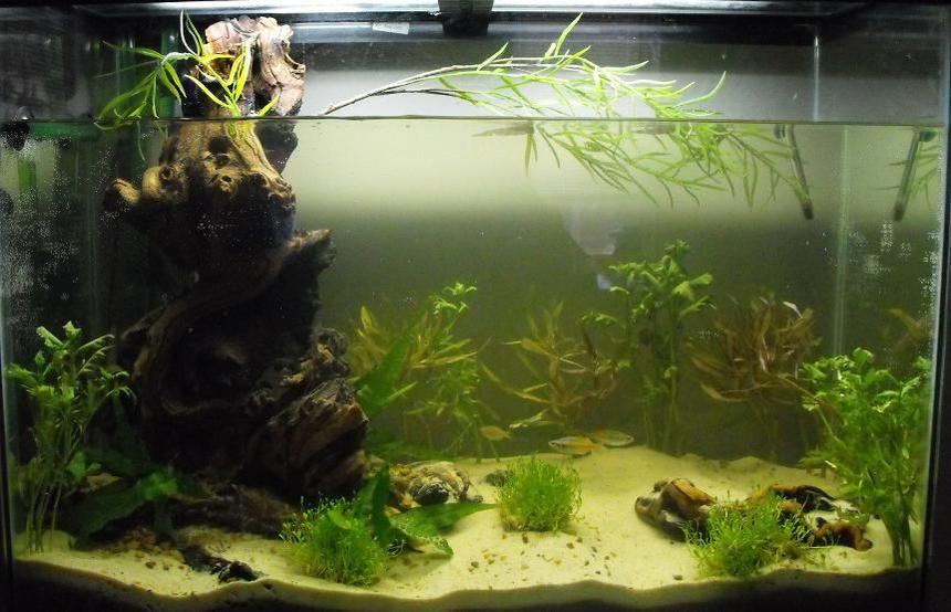 Rated #175: 37 Gallons Planted Tank - ASIAN COASTAL WATER WAY