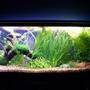55 gallons planted tank (mostly live plants and fish) - 55gal. first time