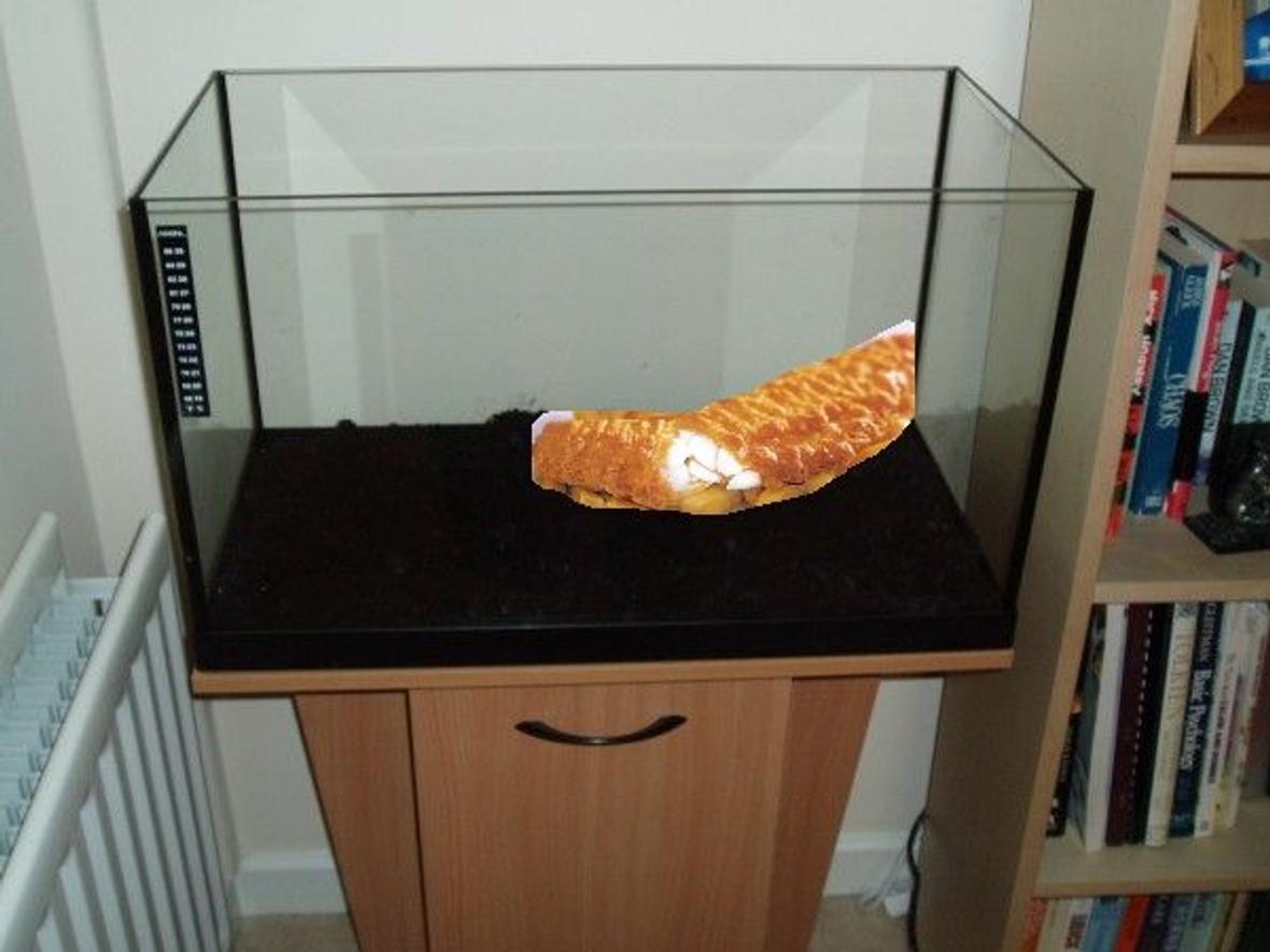 fish tank picture - Bobby my beloved COD fish