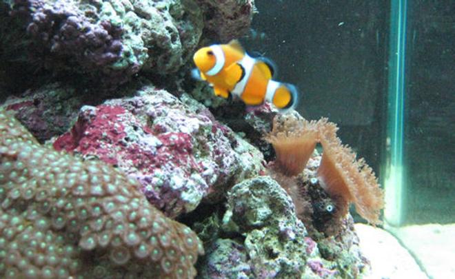 saltwater fish - amphiprion percula - true percula clownfish stocking in 30 gallons tank - 75 l nano with 2 clownfish 1 hawkfish some mushies