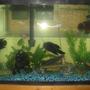 45 gallons freshwater fish tank (mostly fish and non-living decorations) - 45 Gallon Tank