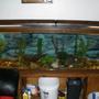 100 gallons freshwater fish tank (mostly fish and non-living decorations) - my tank