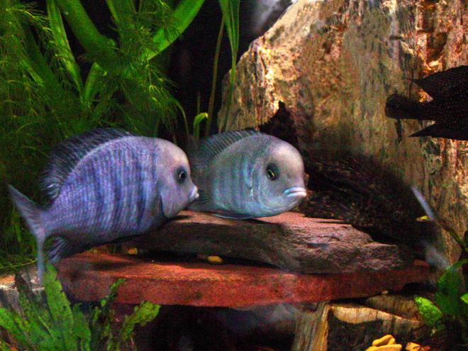 freshwater fish - cyrtocara moorii - blue dolphin cichlid stocking in 90 gallons tank - 6.5 inch male and 5 inch female Cyrtocara Moorii breeding pair. This was a fascinating experience for the whole family!!! The breeding took place in relatively open water. As a result constant attacks from Alpha male of the tank (Auloncara Baenshi) took place. As well as opportunistic feeding from the other tank mates. The subsequent defense from the male Moorii was quite a spectacle. I was suprised that the pair did not use the extremely large breeding cave in the lower right hand corner of the tank (see tank pics). The next time her reproductive organs begin to drop and her color changes indicating a breeding will occur within the next 48-72 hours I plan to add a breeding pot.