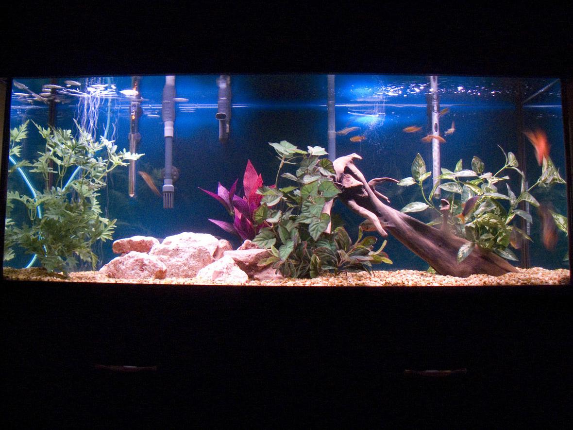 55 gallons freshwater fish tank (mostly fish and non-living decorations) - family fish tank two blood parrot fish two silver dollar one red tail botia one firemouth nine silver tips tetras driftwood,strabbery rocks,...
