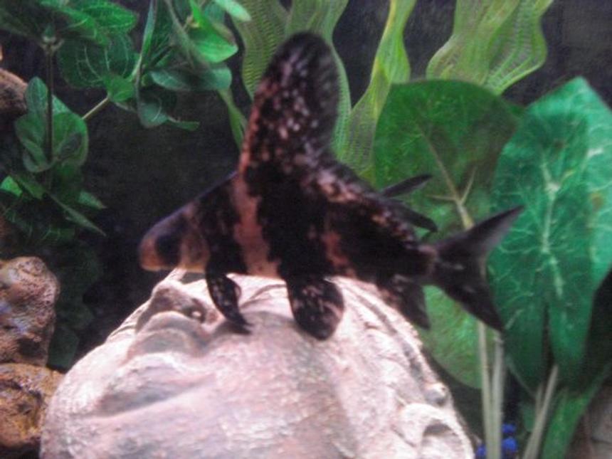 Rated #291: Freshwater Fish - Myxocyprinus Asiaticus - Chinese Hi Fin Banded Shark Stocking In 125 Gallons Tank - one of my hi-fins