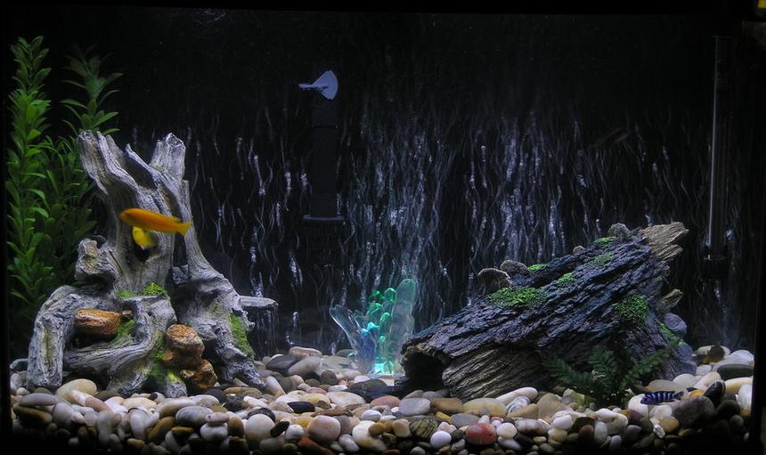 Rated #1193: 36 Gallons Freshwater Fish Tank - An ok pic of my tank