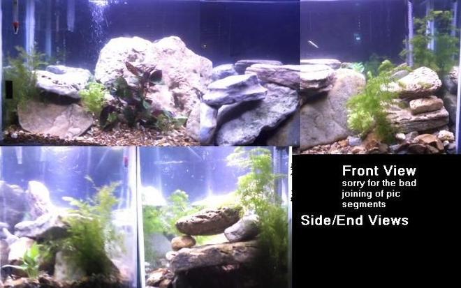 55 gallons freshwater fish tank (mostly fish and non-living decorations) - River Themed Tank