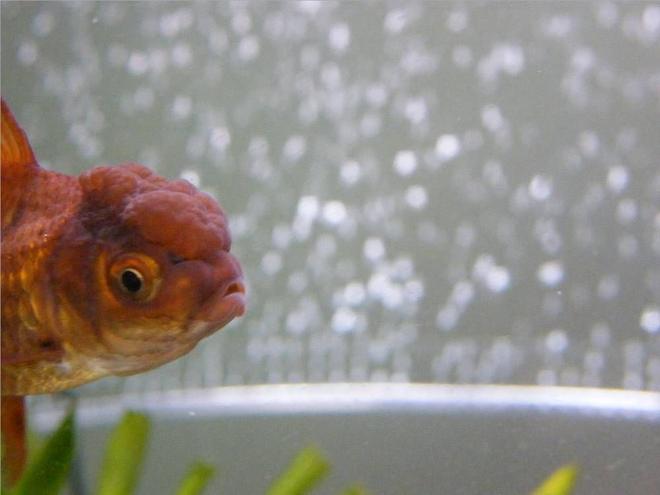 freshwater fish - carassius auratus - chocolate oranda goldfish stocking in 65 gallons tank - bilbo, my little chocolate oranda (aka mr grumpy)