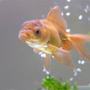 freshwater fish - carassius auratus - chocolate oranda goldfish stocking in 65 gallons tank - merry, my other little chocolate oranda (aka monkey face)