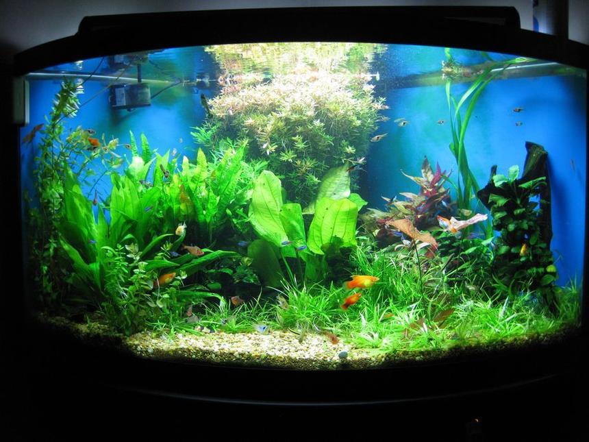 Rated #71: 92 Gallons Planted Tank - tank after a trimming