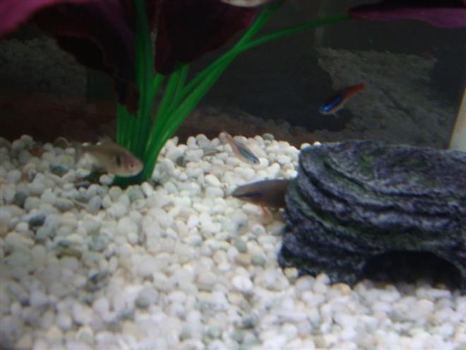 freshwater fish - epalzeorhynchos frenatus - rainbow shark stocking in 9 gallons tank - Here is my Rainbow Shark poking its head out of the rock.