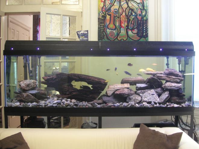 125 gallons freshwater fish tank (mostly fish and non-living decorations) - I purchased this tank, lights, filters and stand for $200 on craigslist.  The wood and large rocks are from the a stream here in Philadelphia.  They have some pretty unique iridescent flecks in them.  I don't know what kind of stone it is.  Anyhow, not a bad setup for a tight budget eh?