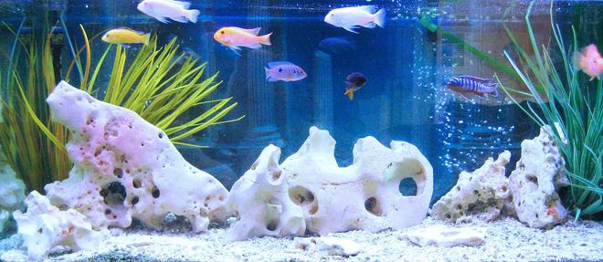 freshwater fish stocking in 75 gallons tank - cichlids
