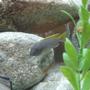 freshwater fish - pseudotropheus acei - acei cichlid stocking in 60 gallons tank - My Psuedotsopeus Acei