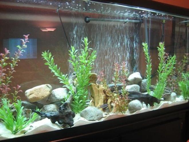60 gallons freshwater fish tank (mostly fish and non-living decorations) - New 60 gallon mixed african cichlid tank . I'm running a fluval 303 canister. I have some driftwood and some large rocks from backyard, small hand polished rocks spread around the tank, fake plants and 3 1/2 bags of aragonite sand. Please tell me what you think and if you have suggestions to make better.
Thanx
