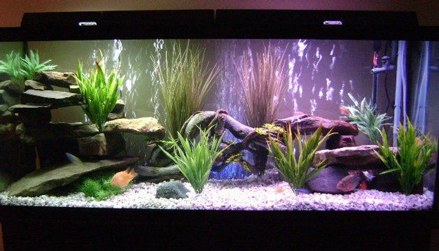 Rated #36: 150 Gallons Freshwater Fish Tank - 150 gallon freshwater tank with mixture of parrots and cichlids