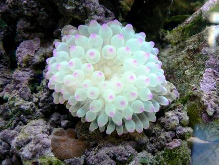 corals inverts - entacmaea quadricolor - bubble tip anemone stocking in 114 gallons tank - PINK

 BUBBLE TIP ANEMONE