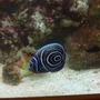 saltwater fish - pomacanthus imperator - imperator angelfish stocking in 43 gallons tank - this is gucci my baby emperor angel but she sadly passed away!