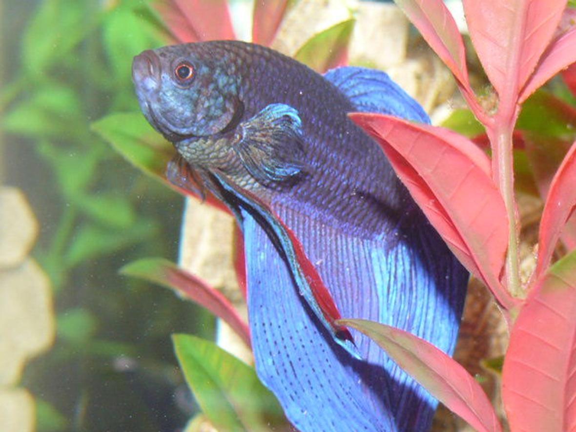 freshwater fish - betta splendens - betta - male stocking in 33 gallons tank - Siamese Fighter fish