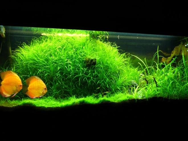 52 gallons planted tank (mostly live plants and fish) - My rio 240 planted setup