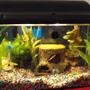 10 gallons freshwater fish tank (mostly fish and non-living decorations) - little girl tank