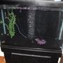 40 gallons freshwater fish tank (mostly fish and non-living decorations) - 40g Tank with 2 dwarf gouramis