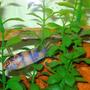 freshwater fish - maylandia zebra - blueberry stocking in 46 gallons tank - Blue-Berry