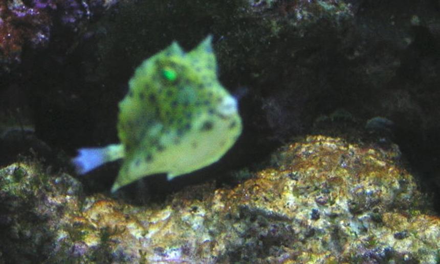Rated #68: Saltwater Fish - Lactoria Cornuta - Longhorn Cowfish Stocking In 75 Gallons Tank - my short horned gnarled cow fish
