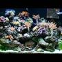 45 gallons reef tank (mostly live coral and fish) - 1 year old 45 gallon tank.