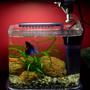 26 gallons freshwater fish tank (mostly fish and non-living decorations) - Betta's new home