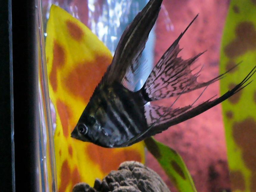 Rated #1070: Freshwater Fish - Pterophyllum Sp. - Black Veil Angel Stocking In 80 Gallons Tank - One of my Angels