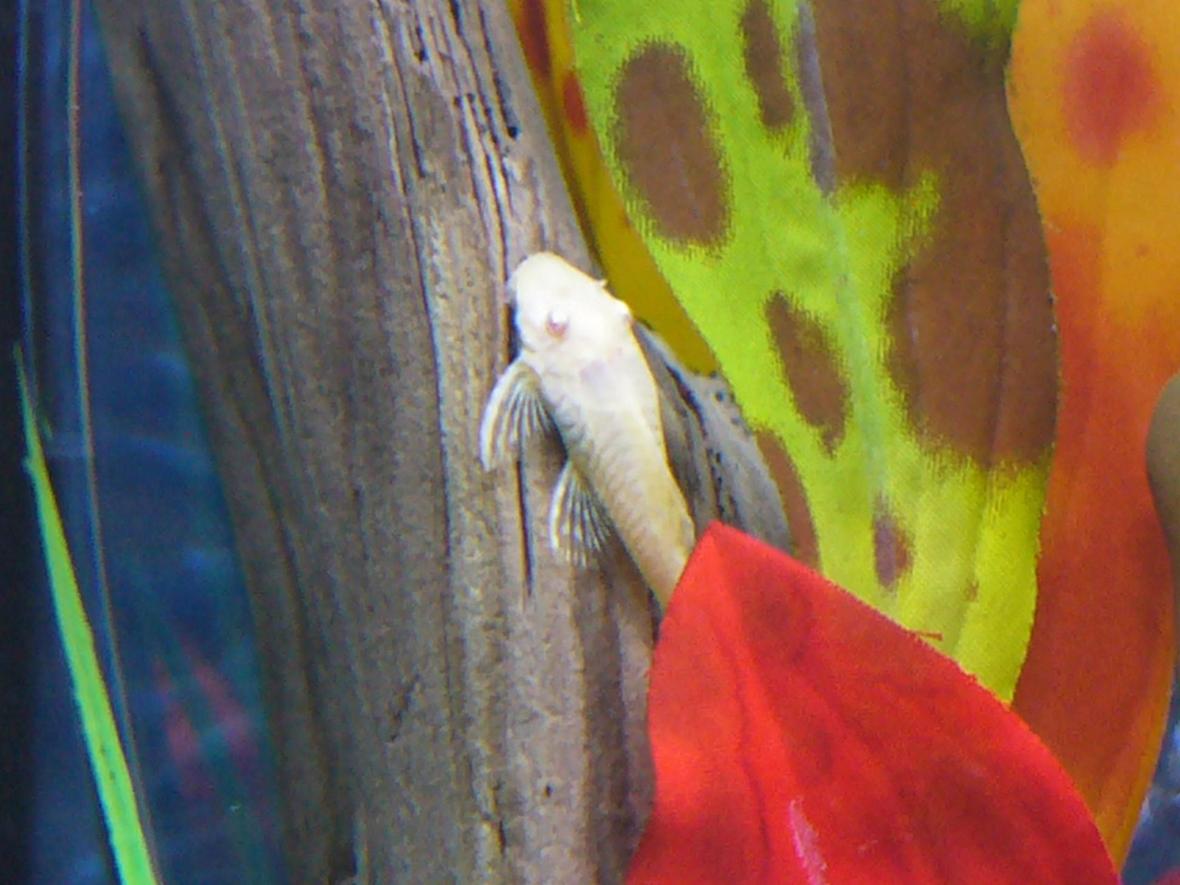 freshwater fish - ancistrus sp. - bushy nose pleco l-144 stocking in 80 gallons tank - This girl never stops cleaning! Keeps my tank nice and neat!