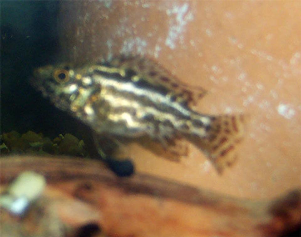 freshwater fish - nimbochromis, polystigma - cheetah cichlid stocking in 75 gallons tank - Cheetah Cichlid.  2 Inches Long.