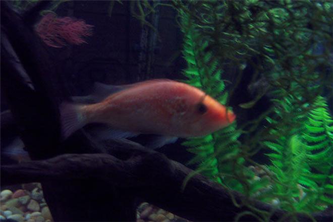 freshwater fish - petenia splendida - red snook stocking in 75 gallons tank - Red Snook