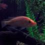 freshwater fish - petenia splendida - red snook stocking in 75 gallons tank - Red Snook