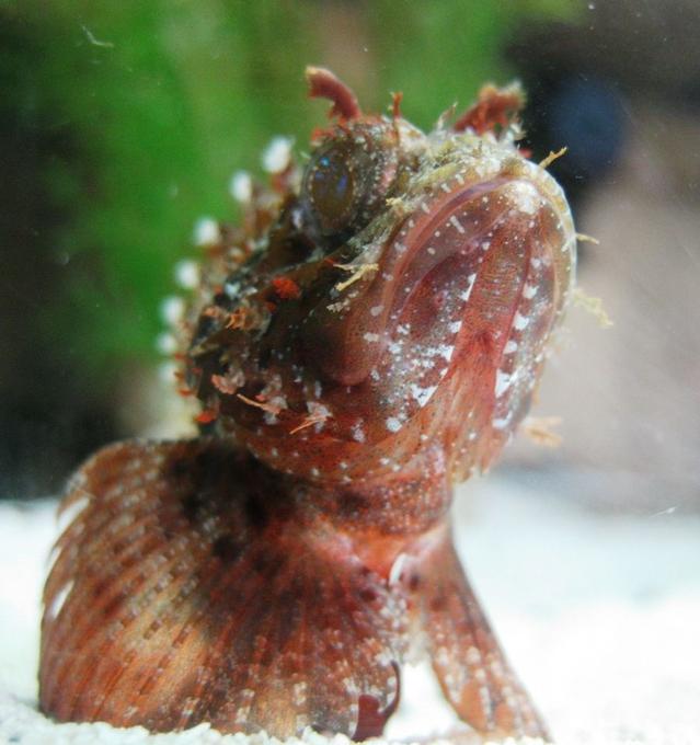 corals inverts - haliotis sp. - abalone stocking in 120 gallons tank - He sure is intriguingly ugly, yet majestic.
